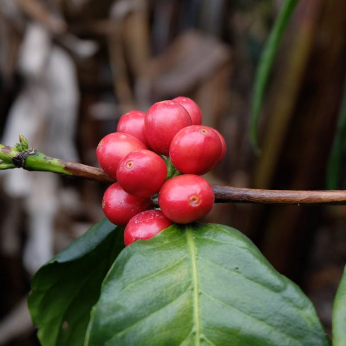 Pink Bourbon Tannin Washed - Filter Coffee