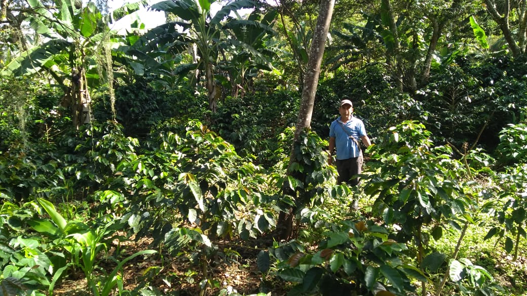 Espinoza Cauca - Colombia - Filter Coffee