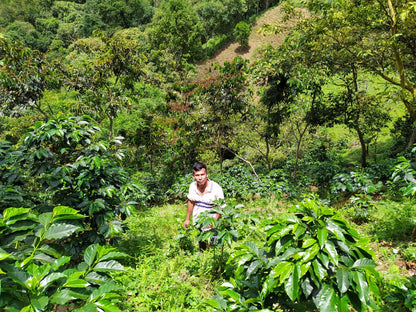 Espinoza Cauca - Colombia - Filter Coffee