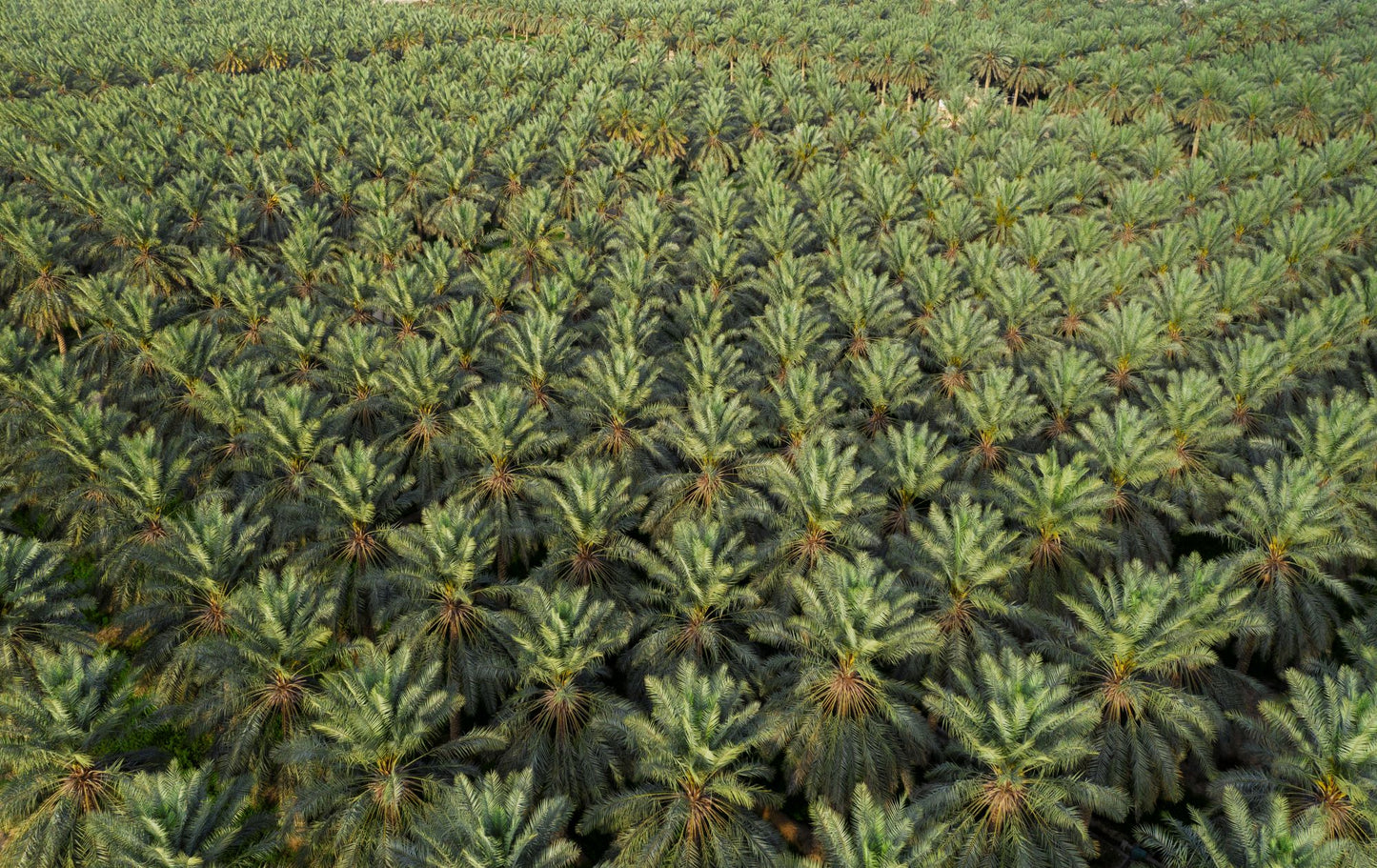 Ajwa Organic Date - Saudi Arabi