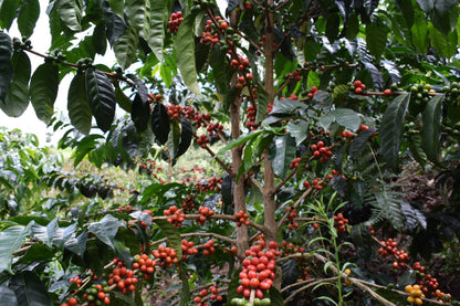 Finca La Esperanza Pink Bourbon - Colombia - Filter Coffee