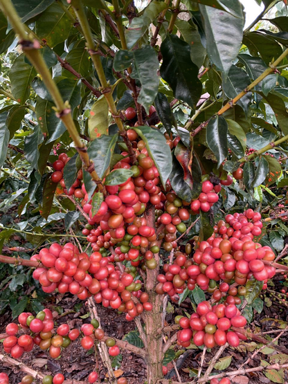 Pink Bourbon Tannin Washed - Filter Coffee