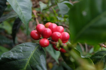 Pink Bourbon Tannin Washed - Filter Coffee