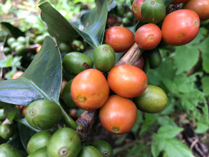 Pink Bourbon Tannin Washed - Filter Coffee