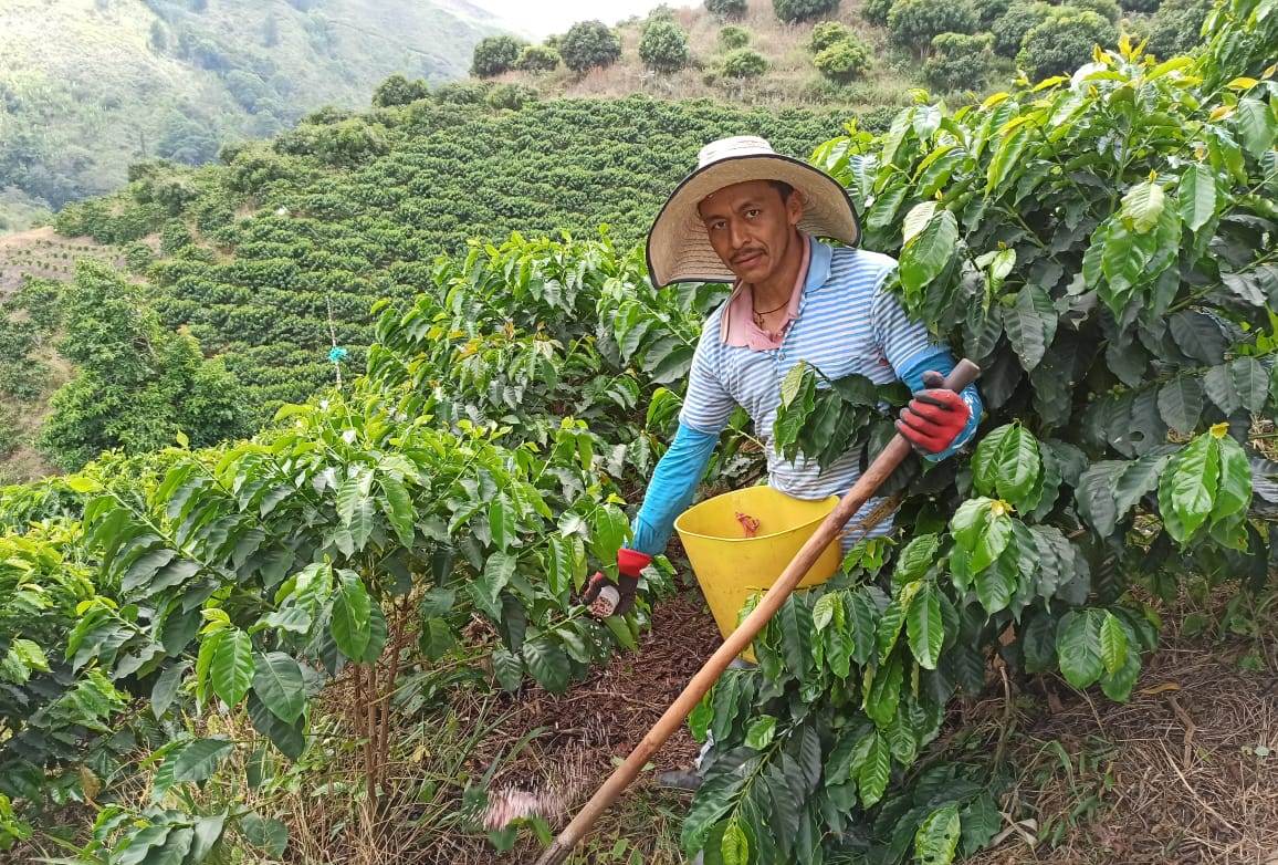 Espinoza Cauca - Colombia - Filter Coffee