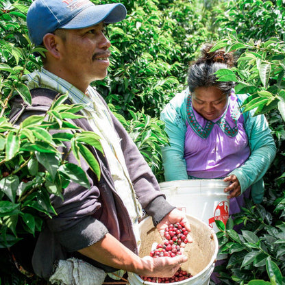 Esmeralda Lino 7AS Geisha - Panama - Filter Coffee