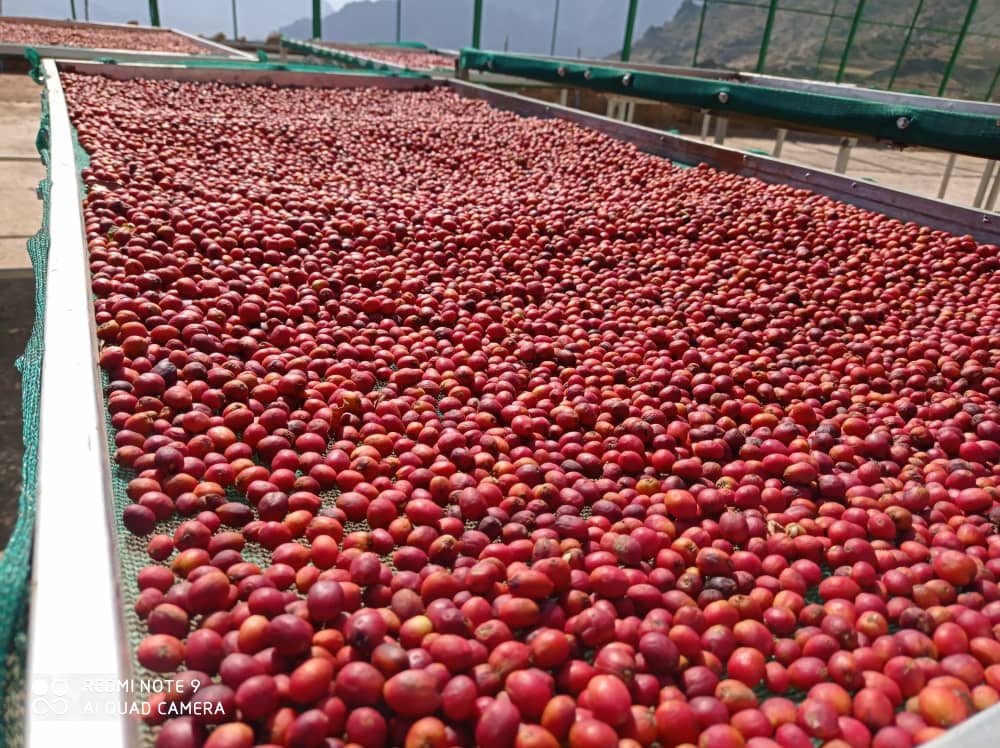 Haraz, Manakha - Yemen - Saudi Coffee