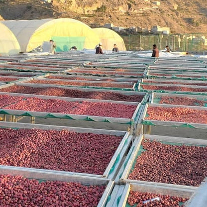 Haraz, Manakha - Yemen - Saudi Coffee