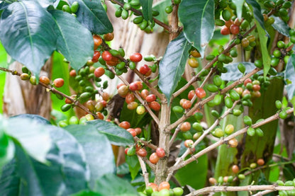 Pink Bourbon Tannin Washed - Filter Coffee